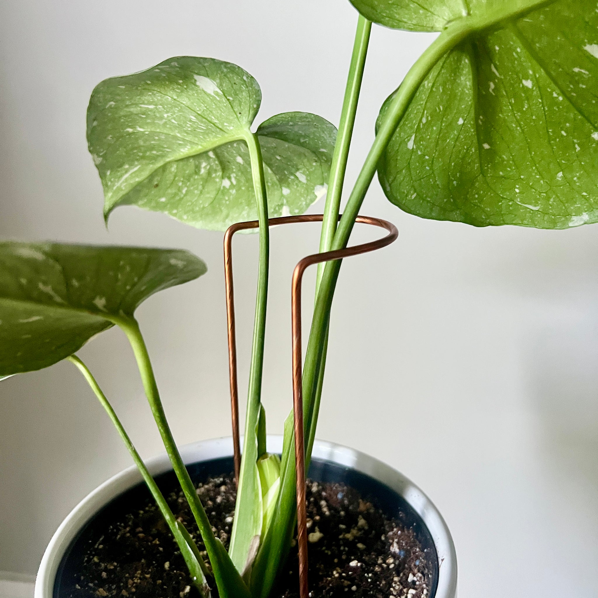 leaning potted plant Copper Crescent Plant Stake, Leaning Plant Supports – On Ya Garden