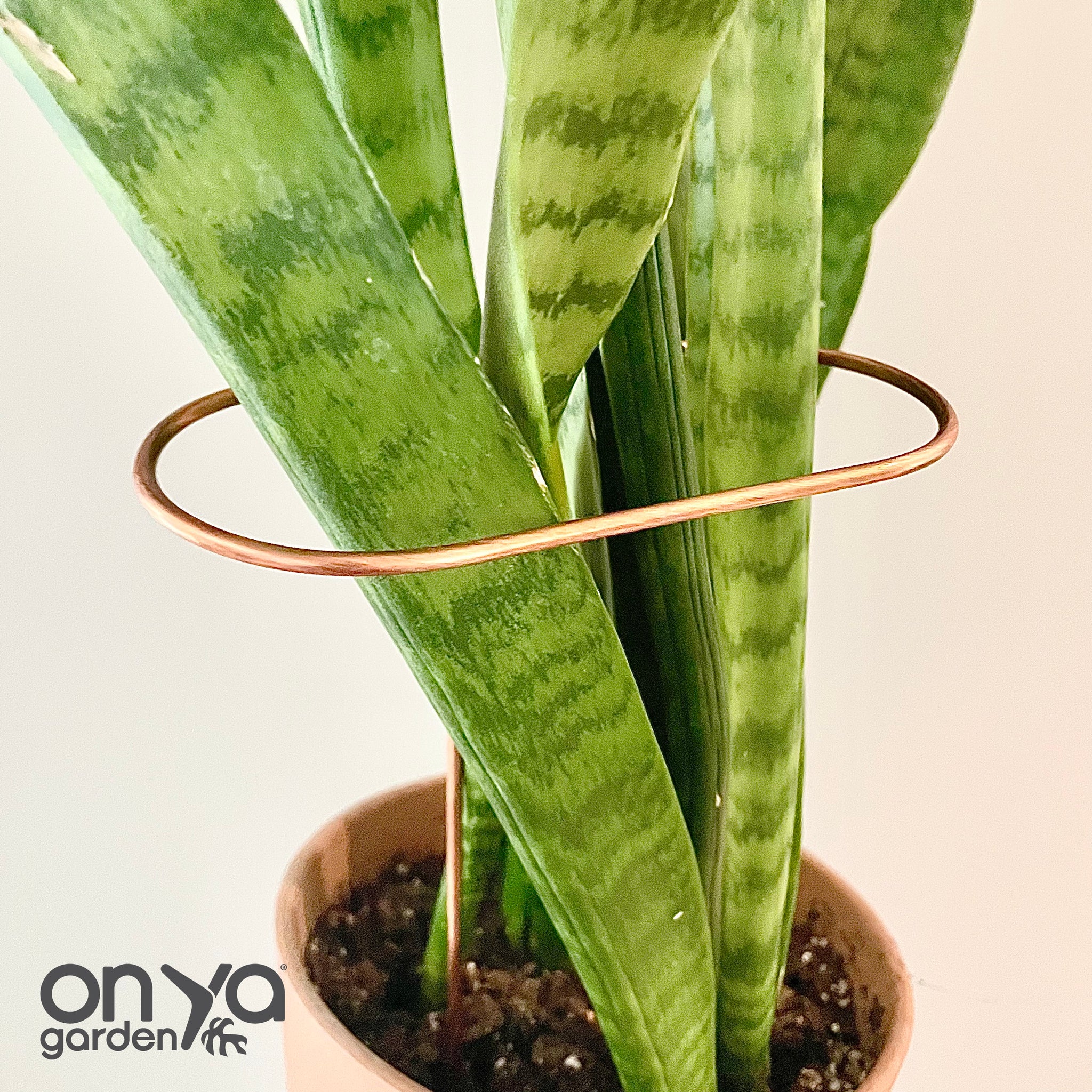 pothos shangri la Pothos Shangri La Houseplants