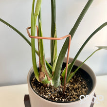 Load image into Gallery viewer, Angled Crescent Copper Plant Stake, Leaning Plant Supports
