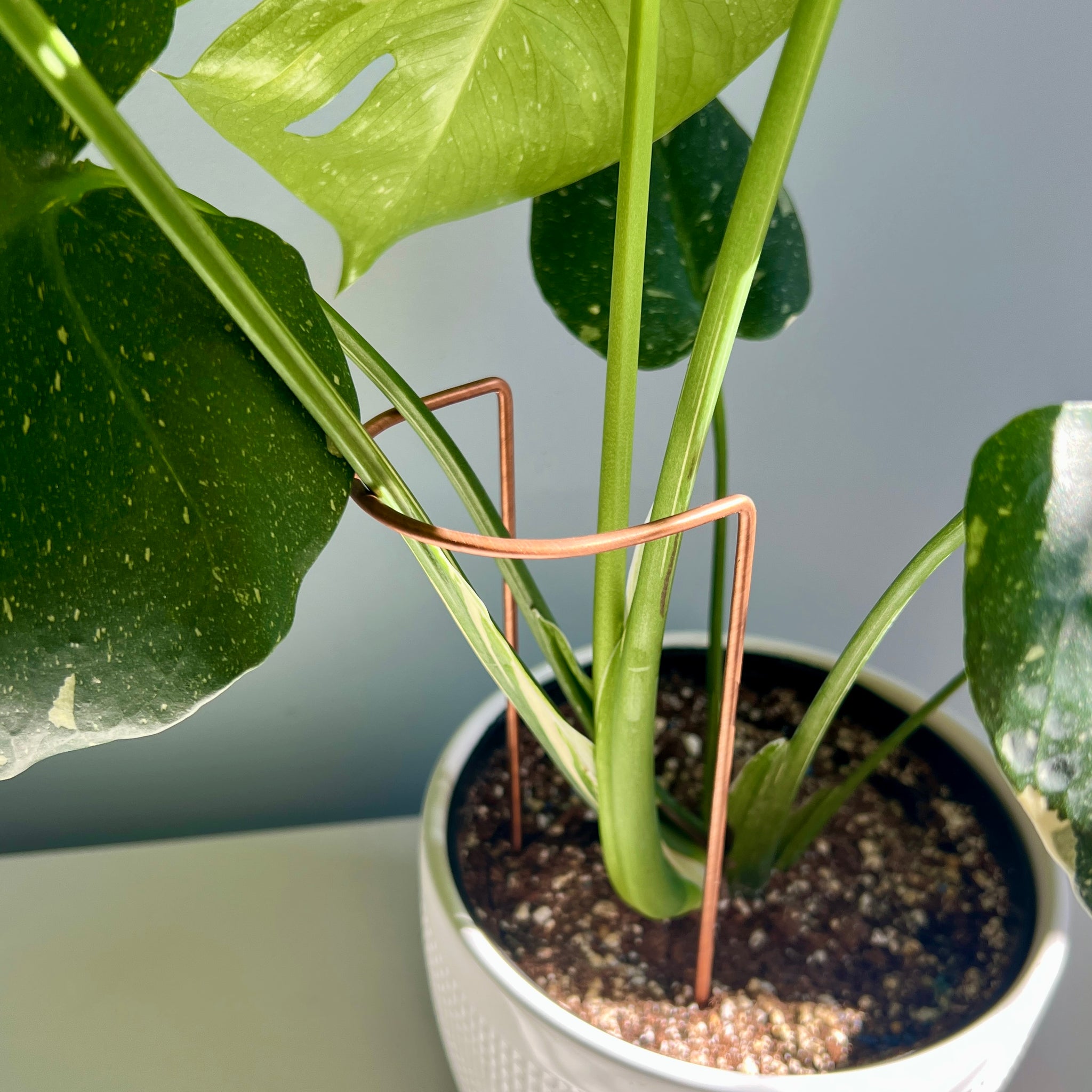 monstera plant leaning over Copper Crescent Plant Stake, Leaning Plant Supports – On Ya Garden