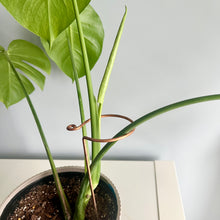 Load image into Gallery viewer, Copper Hook Plant Stick, Leaning Stem Support
