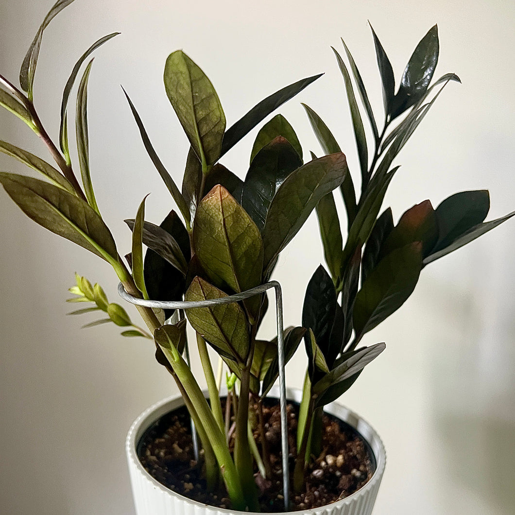Steel Crescent Plant Stake, Leaning Plant Support