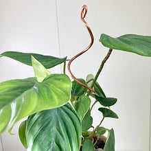 Load image into Gallery viewer, Copper Twirl and Whirl Plant Sticks, Decorative Plant Stakes
