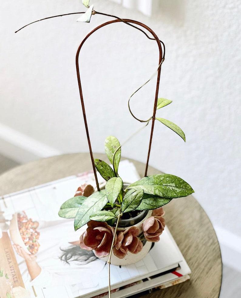 hoya plant trellis Copper Arch Plant Trellis, 4 Size Options 12" Small Copper Arch