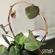 Load image into Gallery viewer, Copper Circle Trellis for House Plants - 4 Sizes Available-Trellis-On Ya Garden
