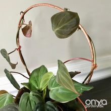 Load image into Gallery viewer, Copper Circle Trellis for House Plants - 4 Sizes Available-Trellis-On Ya Garden
