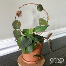 Load image into Gallery viewer, Copper Circle Trellis for House Plants - 4 Sizes Available-Trellis-On Ya Garden
