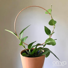 Load image into Gallery viewer, Copper Circle Trellis for House Plants - 4 Sizes Available-Trellis-On Ya Garden
