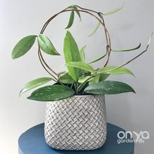 Load image into Gallery viewer, Copper Circle Trellis for House Plants - 4 Sizes Available-Trellis-On Ya Garden
