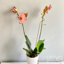 Load image into Gallery viewer, Copper Curl Indoor Plant Stick - Large Plant Orchid Stake - 2 Sizes Available-Plant Stick-On Ya Garden
