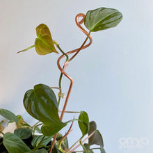 Load image into Gallery viewer, Copper Curl Indoor Plant Stick - Large Plant Orchid Stake - 2 Sizes Available-Plant Stick-On Ya Garden
