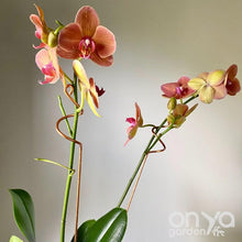 Load image into Gallery viewer, Copper Curl Indoor Plant Stick - Large Plant Orchid Stake - 2 Sizes Available-Plant Stick-On Ya Garden
