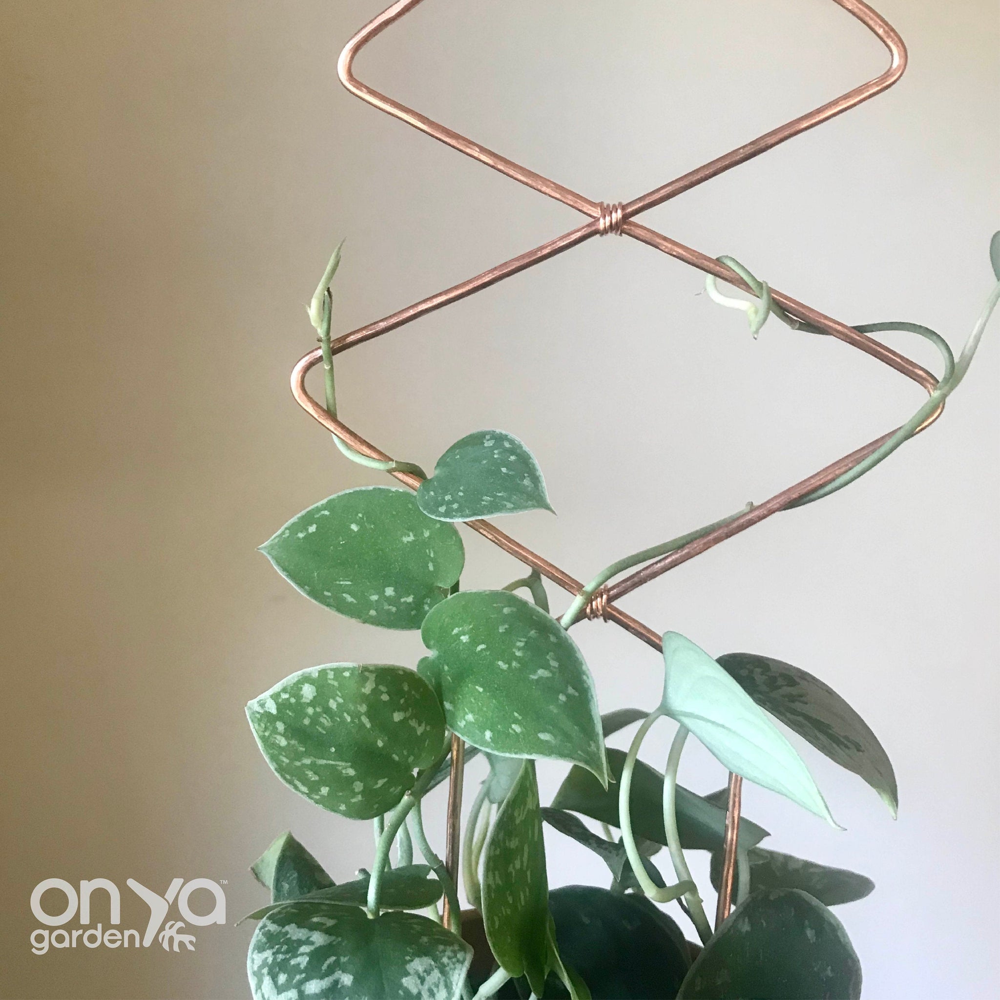 Copper Diamond Duo Wire Trellis for Hoyas - Indoor Plant Trellis