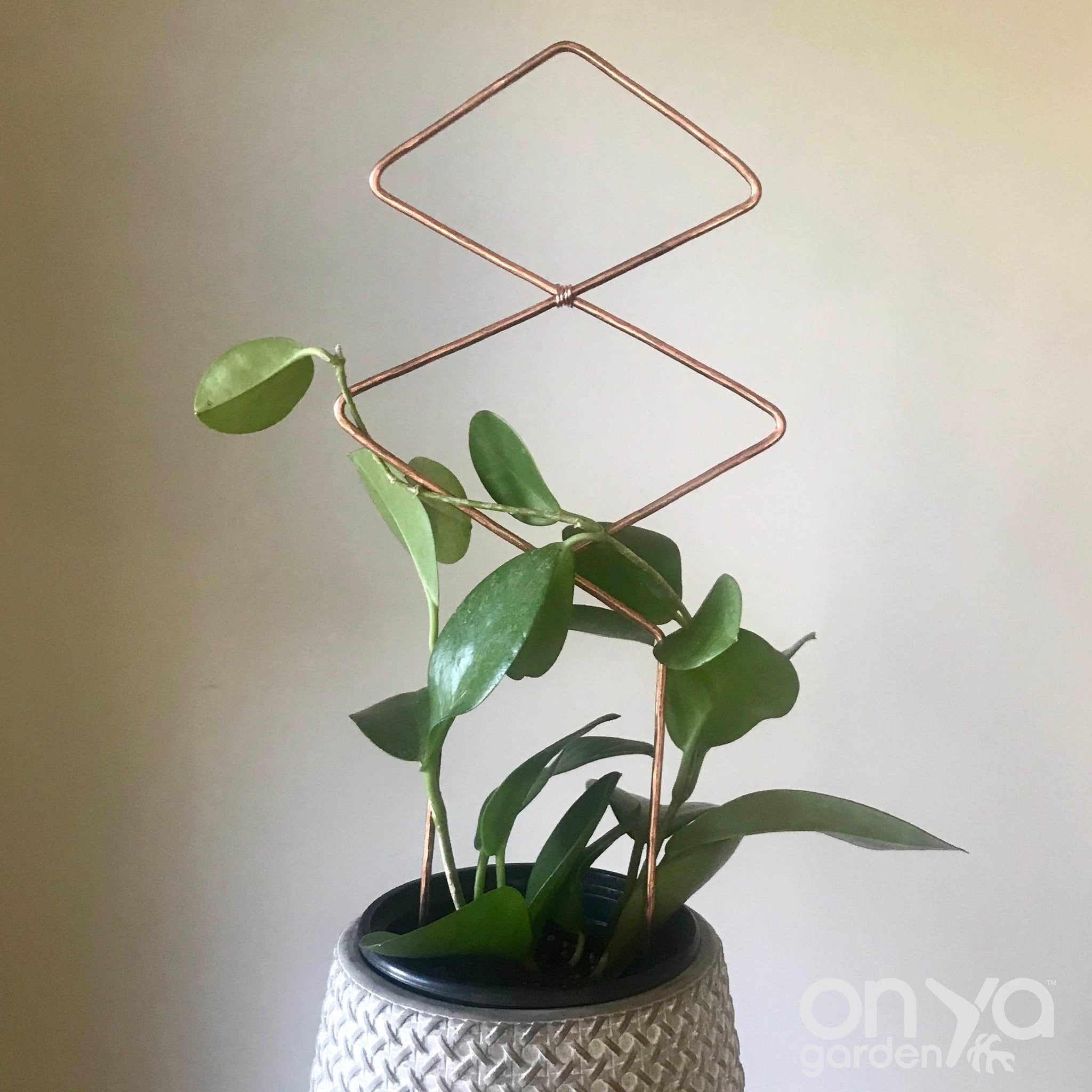 Easy to Make Copper Trellis  Perfect for Taming Your Wild Hoyas