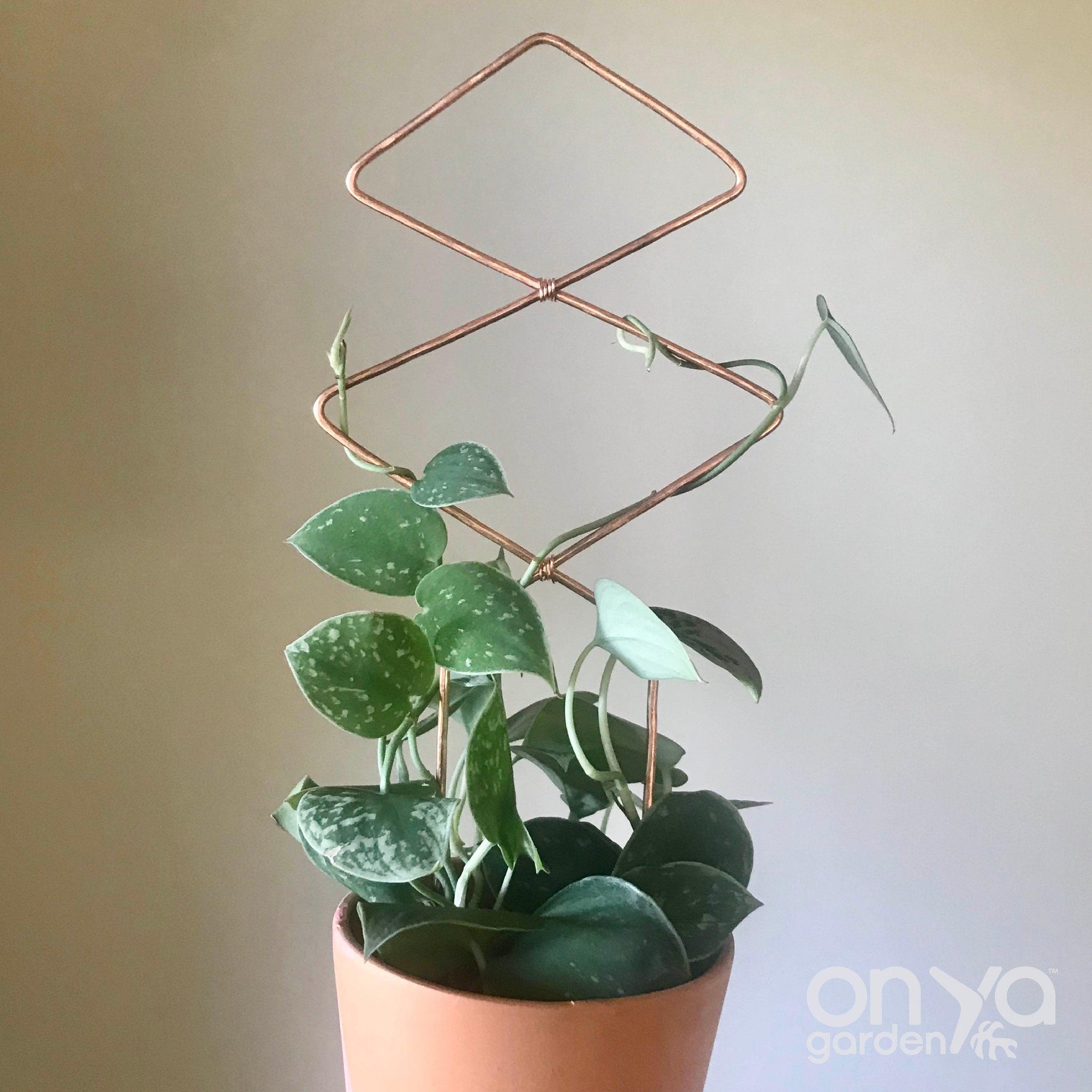 Copper Diamond Duo Wire Trellis for Hoyas - Indoor Plant Trellis
