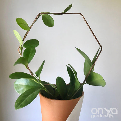 Copper Hexagon Honeycomb House Plant Trellis- 3 Sizes Available-Trellis-On Ya Garden