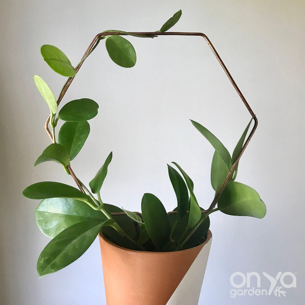 Copper Hexagon Honeycomb House Plant Trellis- 3 Sizes Available-Trellis-On Ya Garden