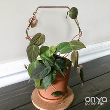 Load image into Gallery viewer, Copper Hexagon Honeycomb House Plant Trellis- 3 Sizes Available-Trellis-On Ya Garden
