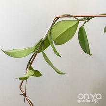 Load image into Gallery viewer, Copper Hexagon Honeycomb House Plant Trellis- 3 Sizes Available-Trellis-On Ya Garden
