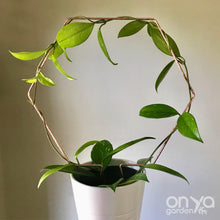 Load image into Gallery viewer, Copper Hexagon Honeycomb House Plant Trellis- 3 Sizes Available-Trellis-On Ya Garden
