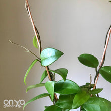 Load image into Gallery viewer, Copper Kite Diamond House Plant Trellis - 2 Sizes Available-Trellis-On Ya Garden
