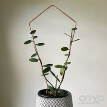 Load image into Gallery viewer, Copper Kite Diamond House Plant Trellis - 2 Sizes Available-Trellis-On Ya Garden
