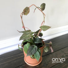 Load image into Gallery viewer, Copper Kite Diamond House Plant Trellis - 2 Sizes Available-Trellis-On Ya Garden
