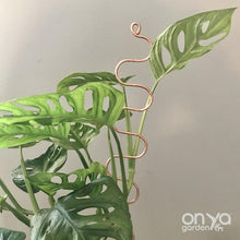 Load image into Gallery viewer, Copper Large Serpent Plant Stick - Curvy Plant Stake-Plant Stick-On Ya Garden
