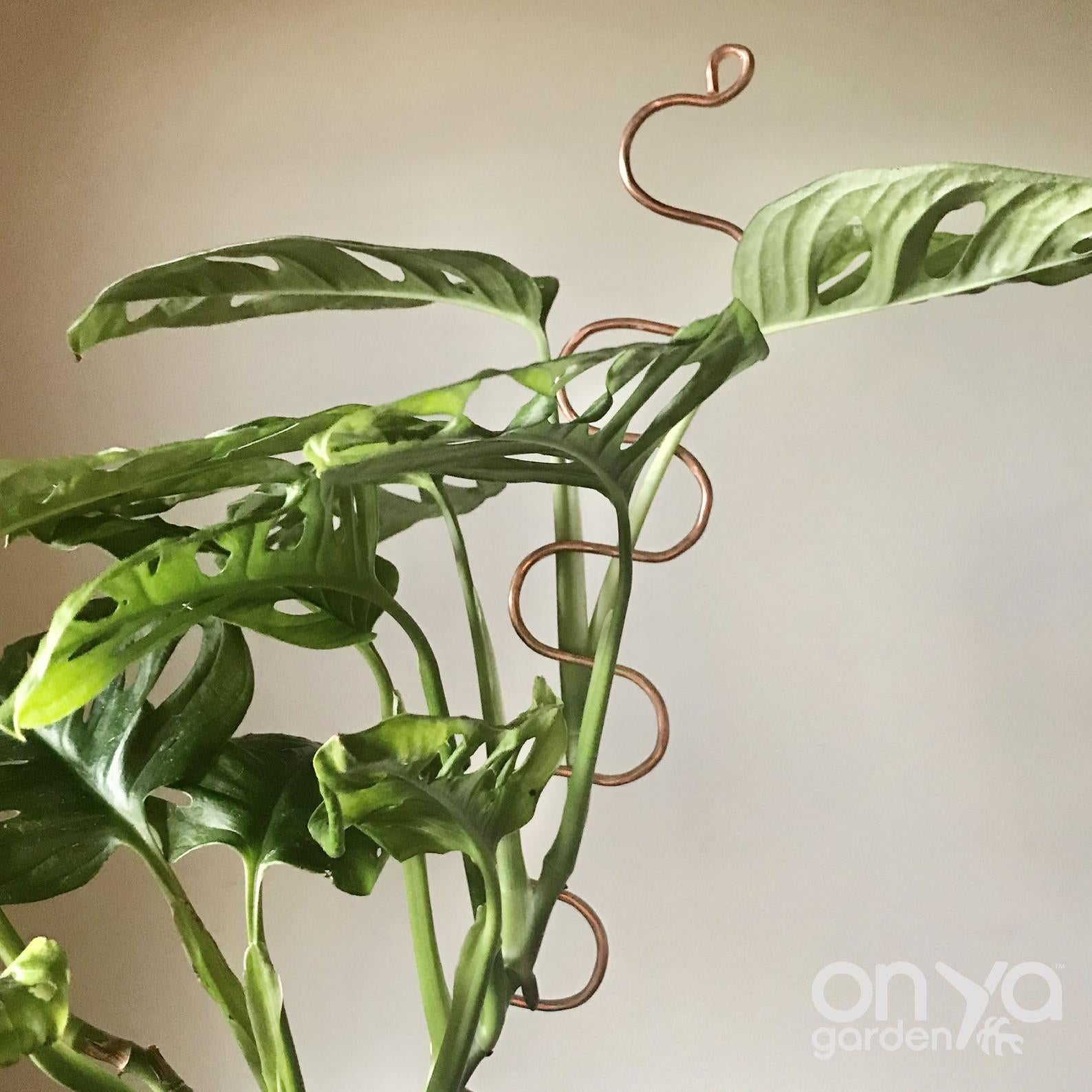 monstera plant stick Copper Serpent Plant Stick, Decorative Plant Stake, 2 Lengths 11" Serpent