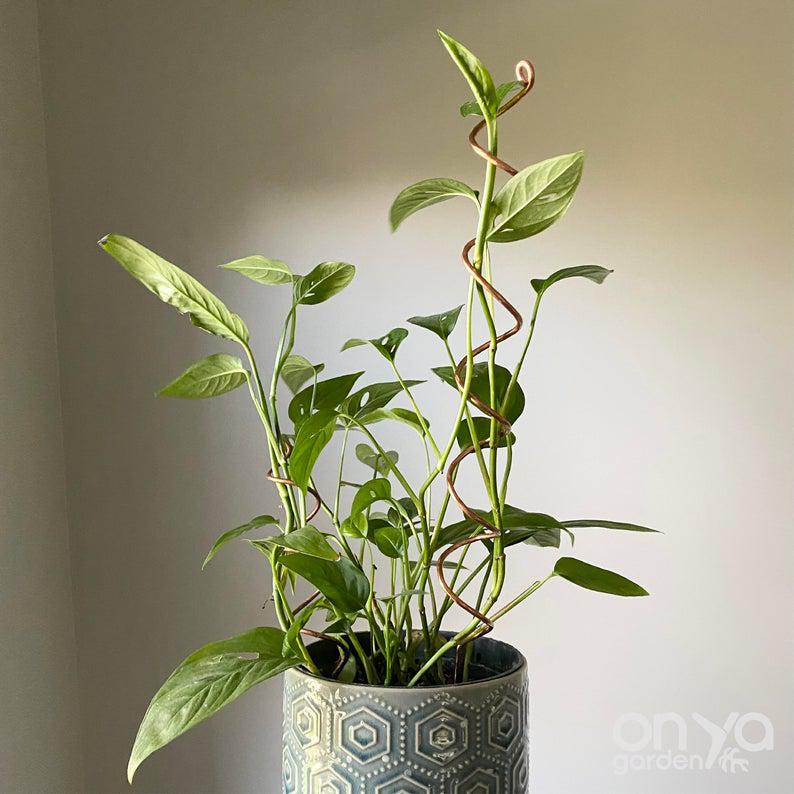 spiral indoor plant Copper Spiral Plant Stick, 2 Size Options 18" Spiral
