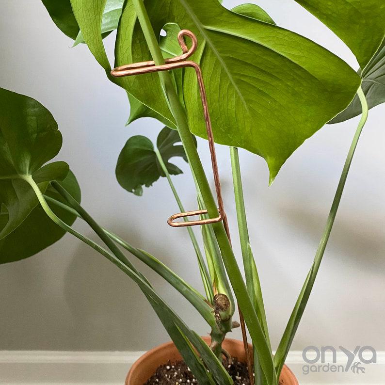 swizzle stick succulent Copper Swizzle Plant Stick, Leaning Stem Support 11" Swizzle
