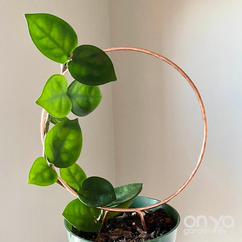 circle trellis for indoor plants Copper Loop Circle Plant Trellis, 3 Size Options Medium