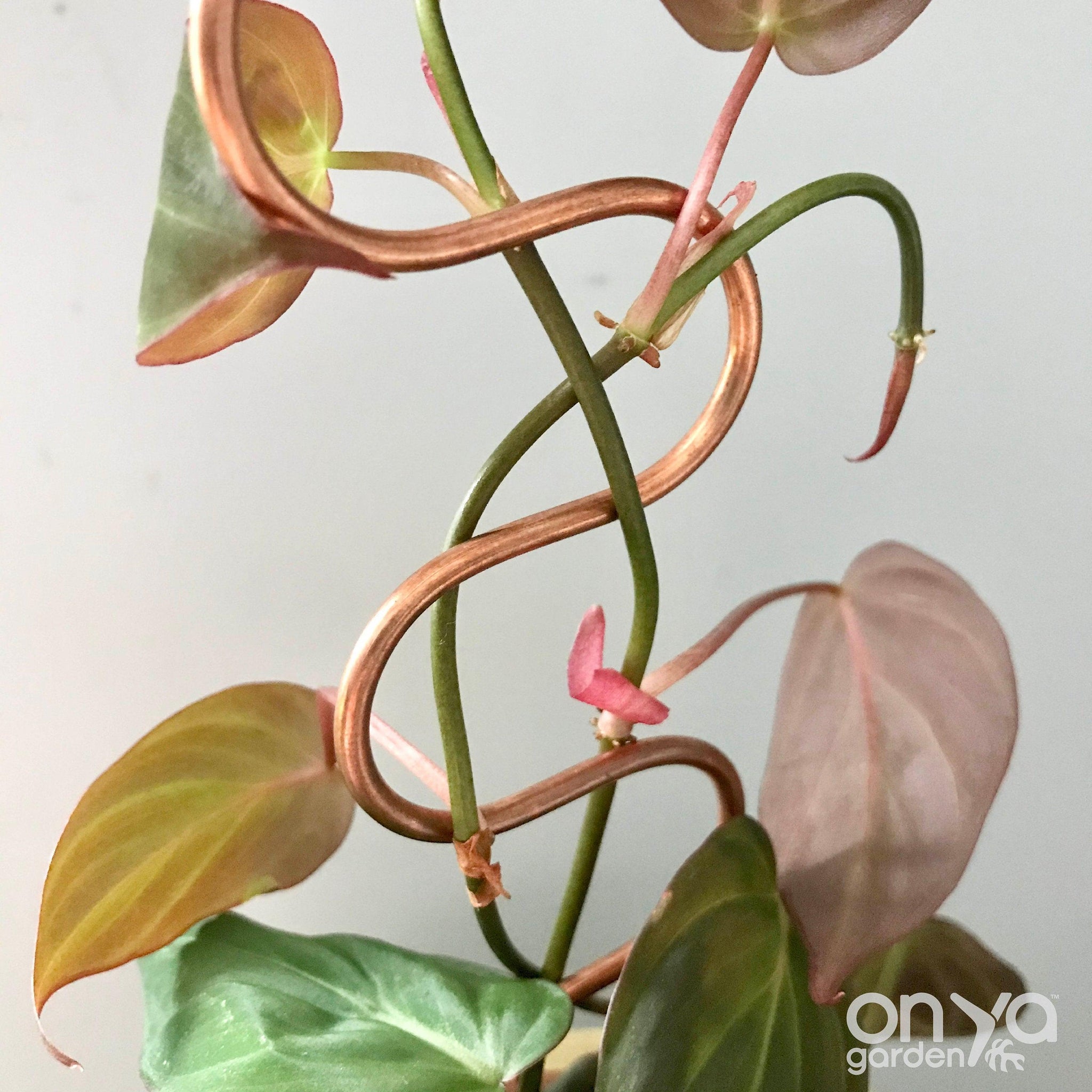 philodendron serpent Copper Serpent Plant Stick, Decorative Plant Stake, 2 Lengths 11" Serpent