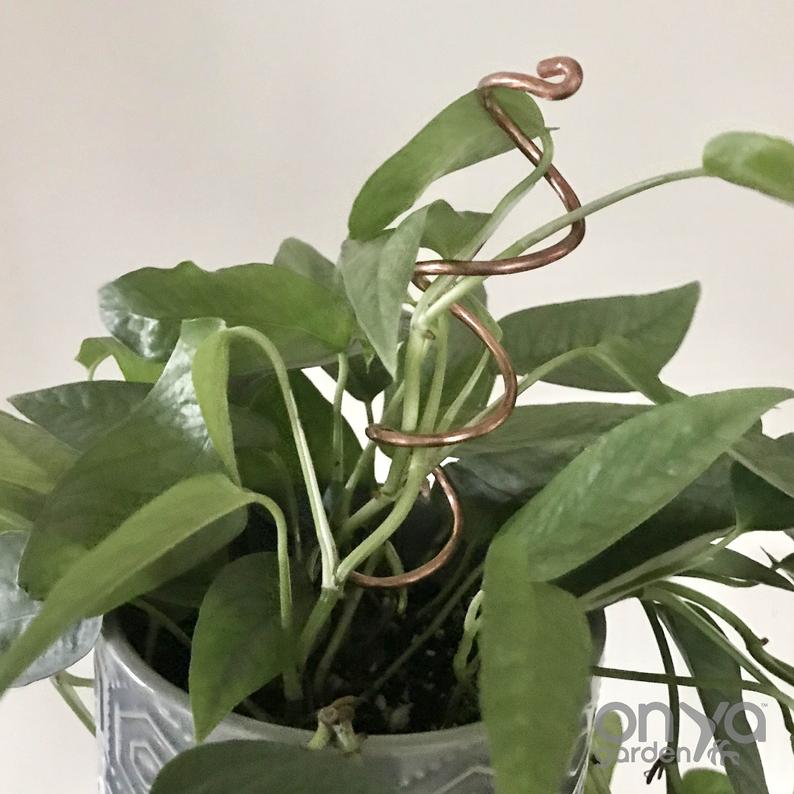 spiral indoor plant Copper Spiral Plant Stick, 2 Size Options 18" Spiral