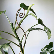 Load image into Gallery viewer, Copper Swirl Plant Stick - Stem Supporter for House Plants-Plant Stick-On Ya Garden
