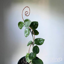 Load image into Gallery viewer, Copper Swirl Plant Stick - Stem Supporter for House Plants-Plant Stick-On Ya Garden
