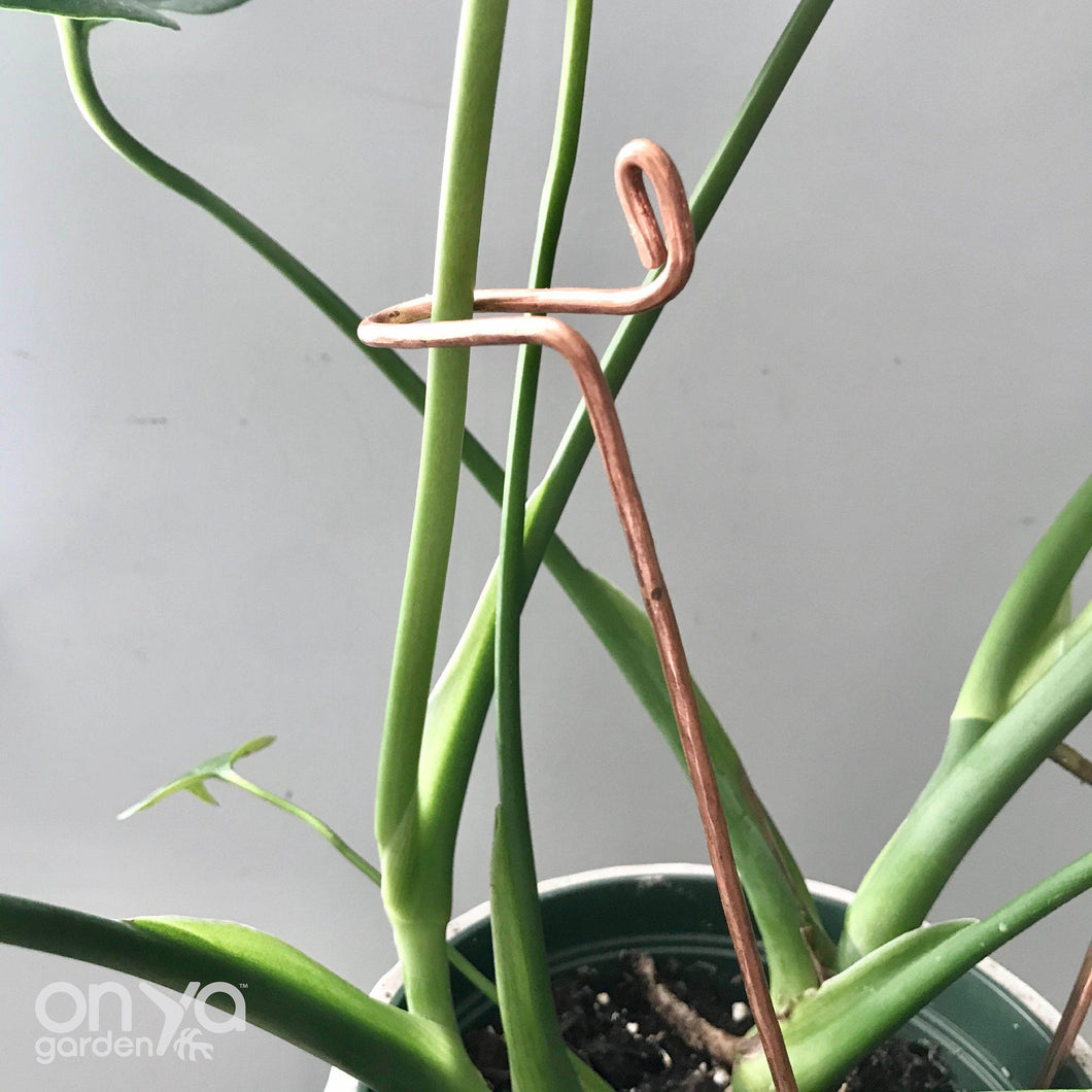 Copper Swizzle Indoor Plant Stick-Plant Stick-On Ya Garden