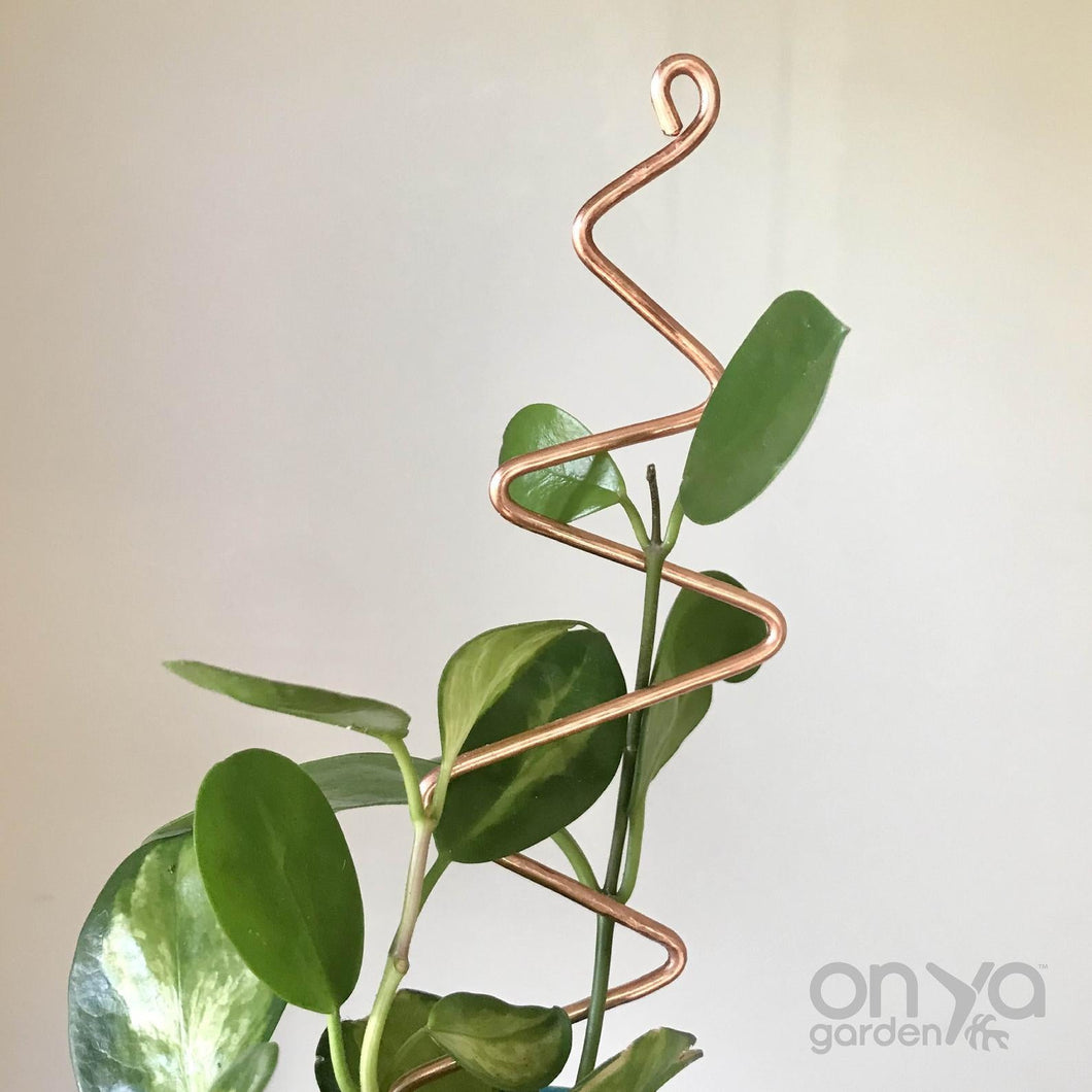 zigzag plant indoor Copper Zig Zag Plant Stick, Plant Support Stake – On Ya Garden