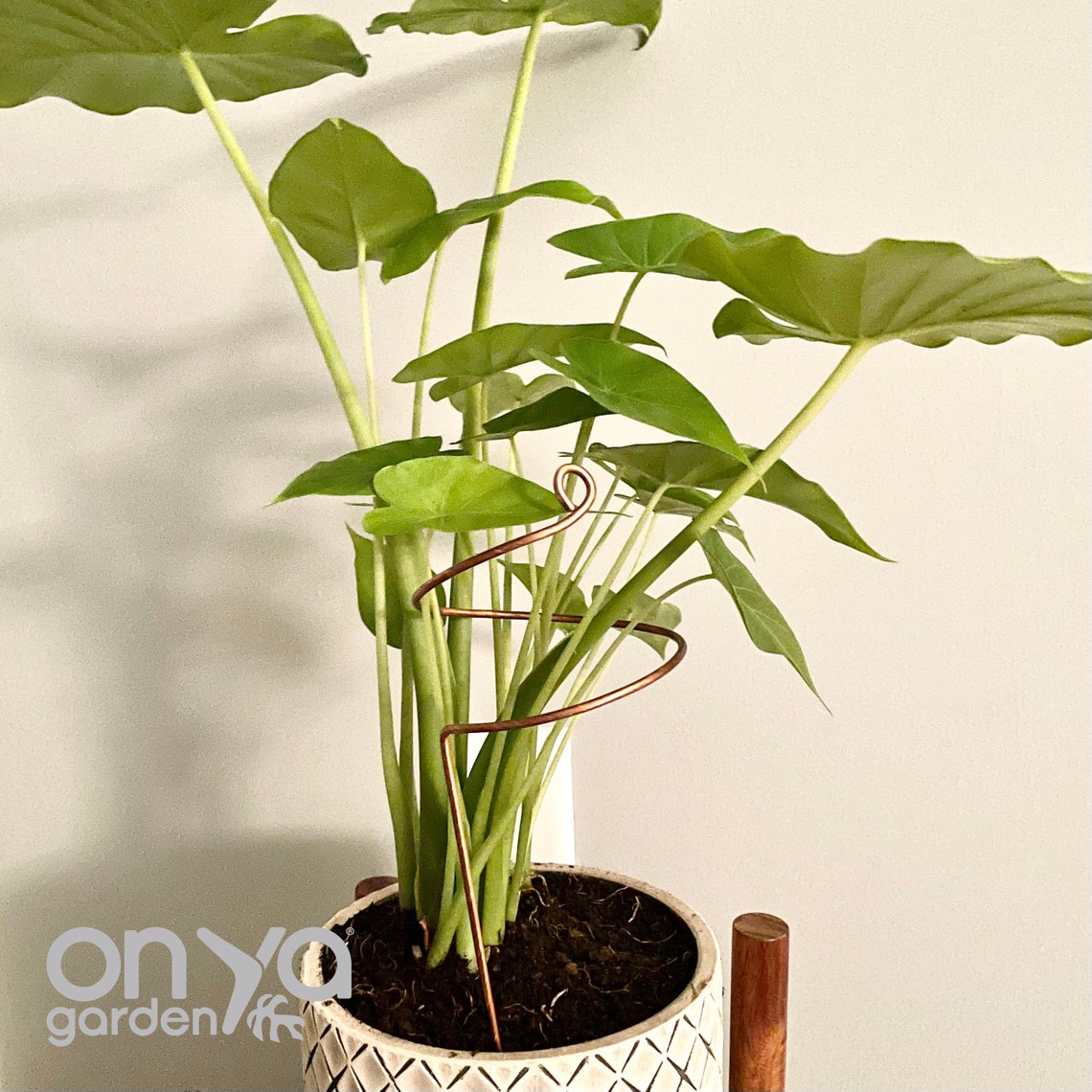 elephant ear plant support Copper Wide Curl Plant Stick, Base Trellis Plant Support 10" Wide Curl