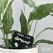 Load image into Gallery viewer, Hand Lettered Custom Plant Label Name Tags
