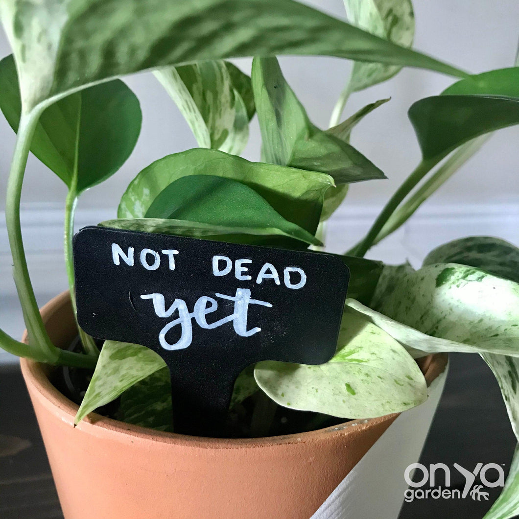 Funny Plant Labels - Set of 5 Houseplant Markers