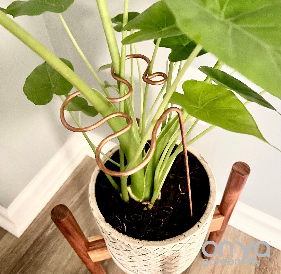 should elephant ear plants be staked Copper Splash Plant Stick, Decorative Plant Stake, 3 Length Options