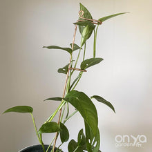 Load image into Gallery viewer, Large Copper Indoor Plant Sticks - Long Stem Supporters for Houseplants-Plant Stick-On Ya Garden
