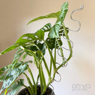 Large Steel Plant Sticks - Long Stem Supporters for Indoor Houseplants-Plant Stick-On Ya Garden