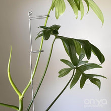 Load image into Gallery viewer, Large Steel Plant Sticks - Long Stem Supporters for Indoor Houseplants-Plant Stick-On Ya Garden
