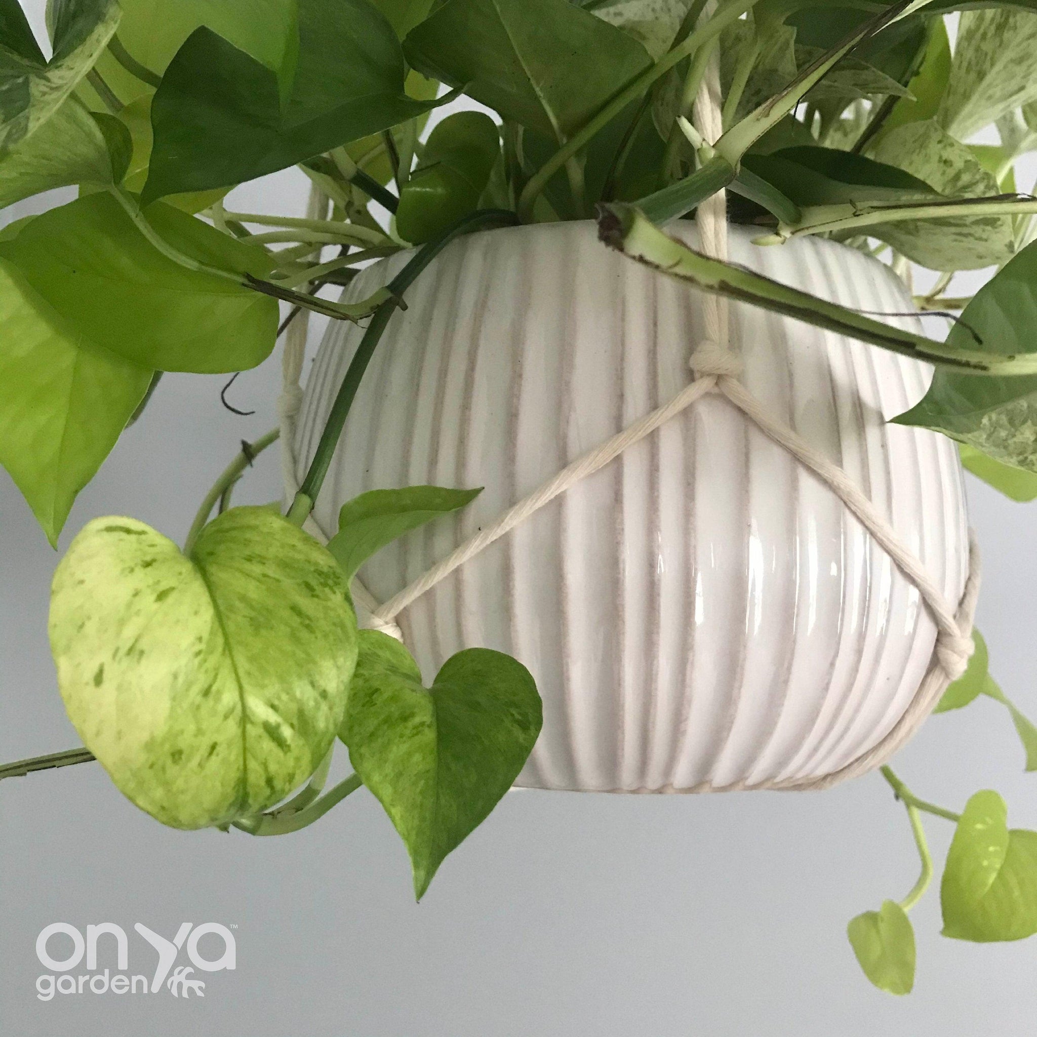 pothos in macrame hanger Modern Macrame No-Tail Plant Hanger, Boho Plant Holder, 3 Lengths – On Ya Garden