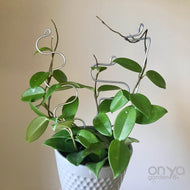 Set of 3 Steel Indoor Plant Sticks - Houseplant Stem Supporters-Plant Stick-On Ya Garden