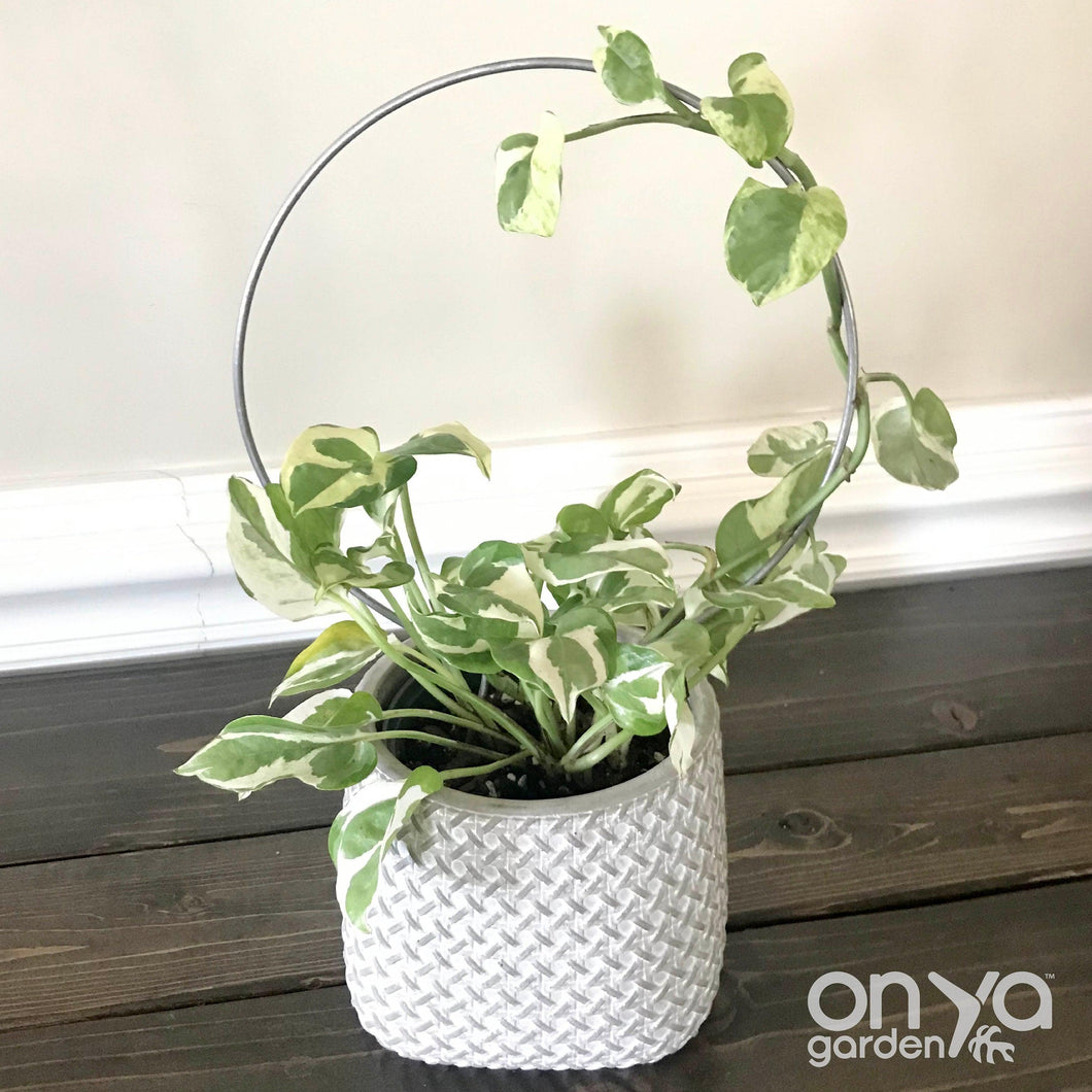 Steel Circle Indoor Houseplant Trellis - 4 sizes available-Trellis-On Ya Garden