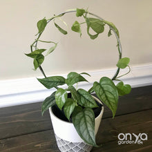 Load image into Gallery viewer, Steel Circle Indoor Houseplant Trellis - 4 sizes available-Trellis-On Ya Garden
