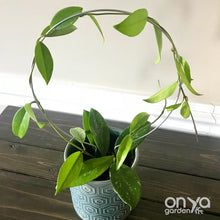 Load image into Gallery viewer, Steel Circle Indoor Houseplant Trellis - 4 sizes available-Trellis-On Ya Garden
